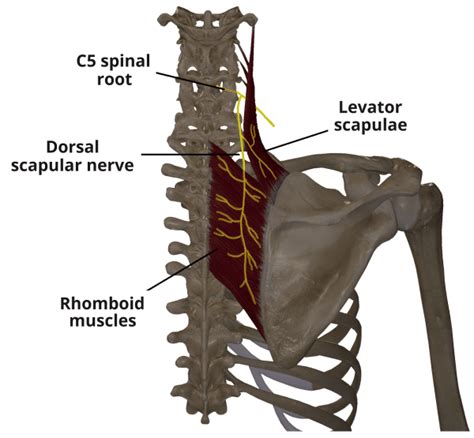 spina dorsale|Nervus dorsalis scapulae